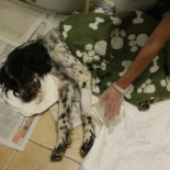 Arrojó a su perro a la basura tras romperle el cráneo a golpes