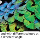 Ave del paraíso: desvelado el secreto para parecer un alienígena