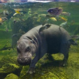 La escasez de caca de hipopótamo pone en riesgo la alimentación de millones de personas