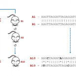 CRISPR no produce alteraciones genéticas