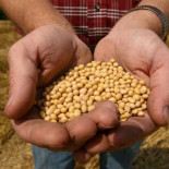 Europa siembra el hambre