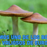 Un gran acuerdo para salvar el bosque boreal de Dvinsky en Rusia