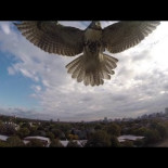 Halcón ataca cuadricóptero