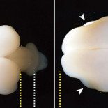 Insertan genes humanos en fetos de titíes y logran que les aumente el cerebro