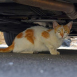 Denuncian que varias personas hicieron explotar un petardo en la boca de un gato en Badajoz