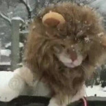 Cuando tu gato pokévoluciona en león