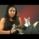 Cuando personas que odian a los gatos les conocen