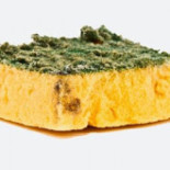 El microbioma del estropajo