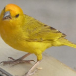 Los resultados de Apple y Samsung podrían ser un canario en la mina de una crisis global