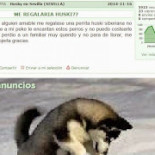 Pillando Cafres: El pobre que quería un cachorro de husky regalado