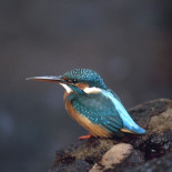 EL MARTÍN PESCADOR: uno de los pájaros más bonitos que tenemos