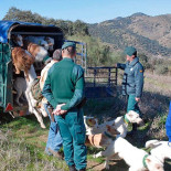 Un cabo del Seprona, sin sueldo siete meses por entorpecer una montería