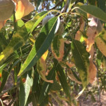 La última actualización señala que la Xylella afecta a 72 municipios de Alicante y a dos de Valencia