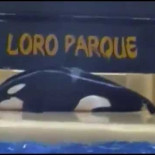 La historia de Morgan, la orca cuyo "suicidio" se inventaron las redes sociales