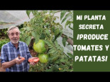 El injerto de tomate en patata es realmente alucinante. Optimización del huerto y mayor producción