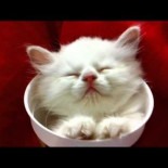 Gatete durmiendo en un vaso