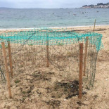 Destrozan 5 nidos y roban 15 huevos de píllara de las dunas en Ribeira [GAL]