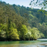 Así avanzó el eucalipto por las Fragas do Eume a la vez que redujo el bosque atlántico