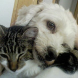 ¿Por qué los perros persiguen a los gatos? (y no al revés)