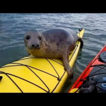 Un adorable polizón [ENG]