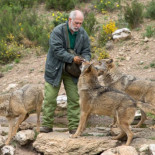 El Supremo dice que el lobo no se puede cazar