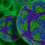 Virus del papiloma humano es causante de cáncer de pene y ano