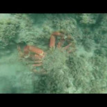 Observando un centollo