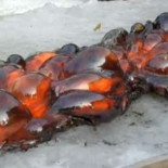 ¿Qué ocurre cuando la lava se junta con el hielo?