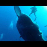 Extraordinario pez luna visto en Malta