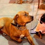 Catorce parientes silvestres del perro (ING)