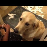 Lo siento, por favor, no me odies