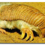 9 Animales que parecen combinaciones de otros animales [ENG]