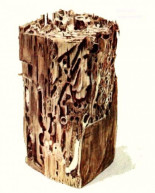 La “broma” que acabó con miles de barcos: Teredo navalis