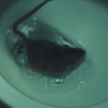 Queridas ratas de alcantarilla