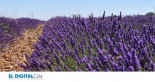La cara más fea de las visitas a los campos de lavanda de Castilla-la Mancha: "Si son cuatro flores..."