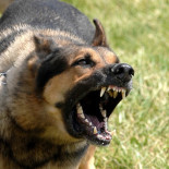 A los perros les encanta comer rostros humanos