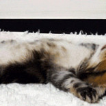 Cuando suena el despertador