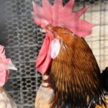 El dueño de la casa rural de Cangas: Fuerzan a los gallos a cantar a las tres de la mañana...