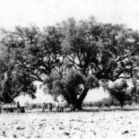 Se muere "La Marquesa", símbolo vegetal de Extremadura