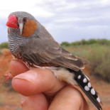 Este equipo ha conseguido implantar recuerdos falsos en un ave para enseñarle canciones nuevas