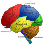 El cerebro no madura totalmente hasta los 30-40 años