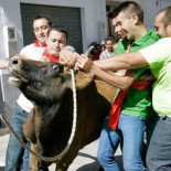 El Partido PACMA publica imágenes del toro ensogado de Ohanes (Almería)