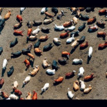 California se evapora