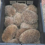 Pillan 'in fraganti' a varias personas quemando erizos vivos en Madrid