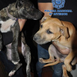 Las acusaciones populares piden hasta 70 años de cárcel para miembros de una red nacional de peleas de perros