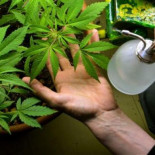 Canadá será el miércoles el primer país industrializado en legalizar el cannabis