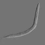 Copian sistema neuronal del gusano C Elegans en un ordenador y simula las mismas habilidades que el original (Eng)