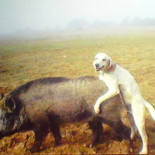 El perro de caza más valiente del mundo