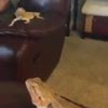 Carrera de perros "salchicha".