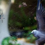 España y el crimental: la Guardia Civil, a la caza de 200 tuiteros